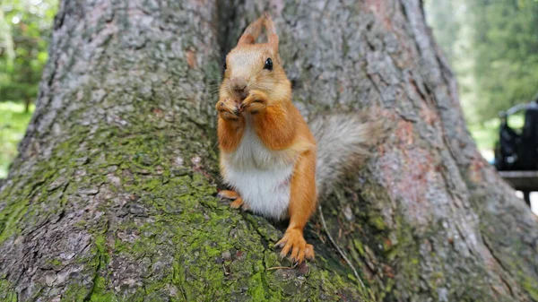 A red squirrel with a fluffy tail nibbles a nut.