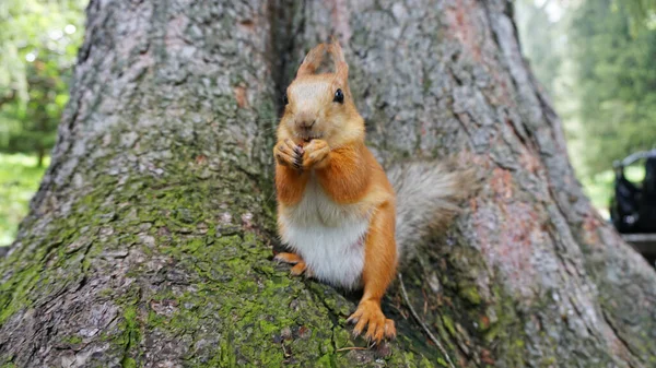 A red squirrel with a fluffy tail nibbles a nut.