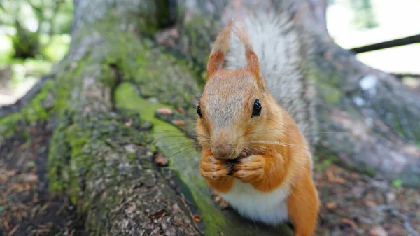 A red squirrel with a fluffy tail nibbles a nut.