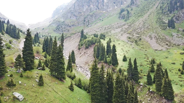 Зеленое ущелье с лесом в горах. — стоковое фото