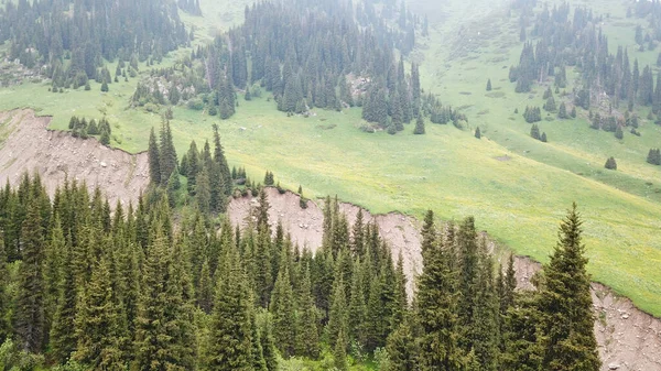 Зеленое ущелье с лесом в горах. — стоковое фото