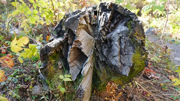 Fotografie macro a unui inel de copac în pădure . — Fotografie, imagine de stoc