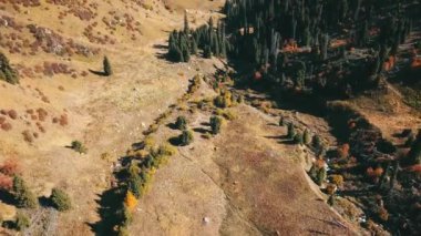 Dağlarda sonbahar. Sarı çimen, yeşil köknar.