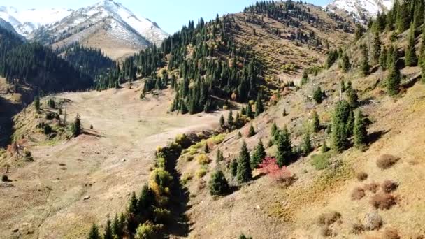 Autumn in the mountains. Yellow grass, green firs. — Stock Video