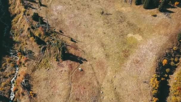 Otoño en las montañas. Hierba amarilla, abetos verdes. — Vídeo de stock