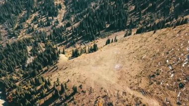 Dağlarda sonbahar. Sarı çimen, yeşil köknar.