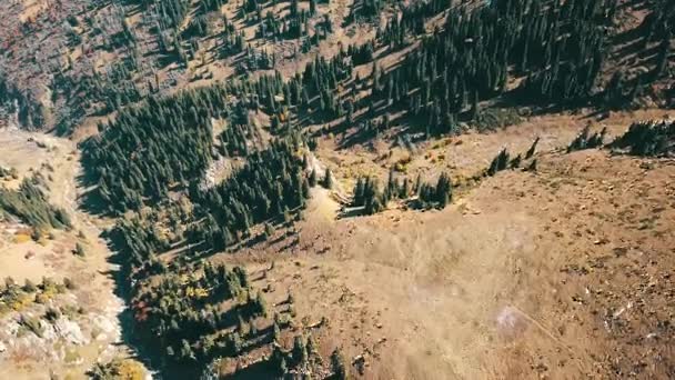 Automne dans les montagnes. Herbe jaune, sapins verts. — Video