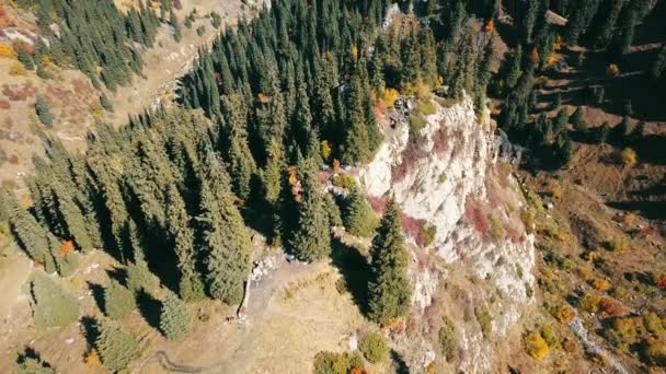 Otoño en las montañas. Hierba amarilla, abetos verdes. — Vídeo de stock