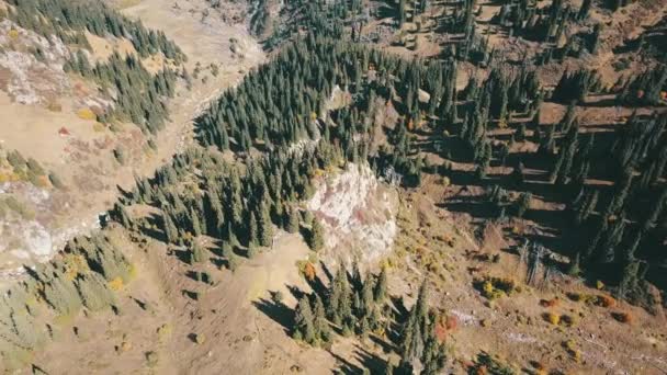 Automne dans les montagnes. Herbe jaune, sapins verts. — Video