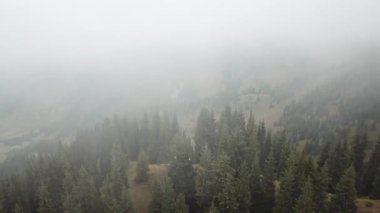 Ormanın içindeki dağlarda yoğun sis var..