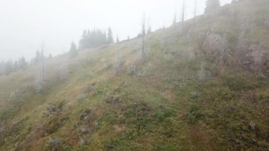 Ormanın içindeki dağlarda yoğun sis var..