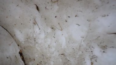 Buz mağarası, yazın dağlarda bir mağara.