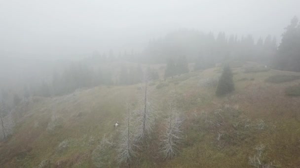 森の中の山の中の濃霧. — ストック動画