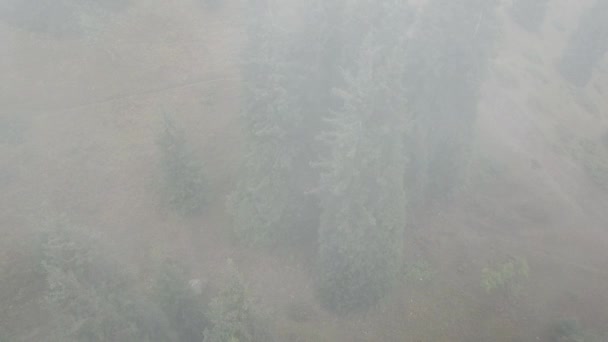 Brouillard épais dans les montagnes parmi la forêt. — Video