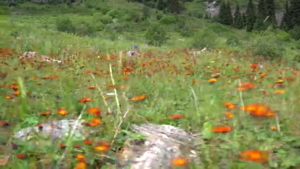 Pomerančově červené květy rostou na zeleném poli. — Stock video
