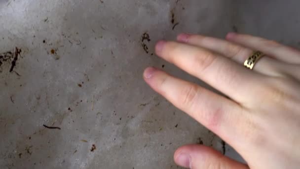 Chlapská ruka s prstenem se dotýká sněhu. — Stock video