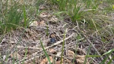 Siyah bir böcek kuru otların arasında sürünüyor..