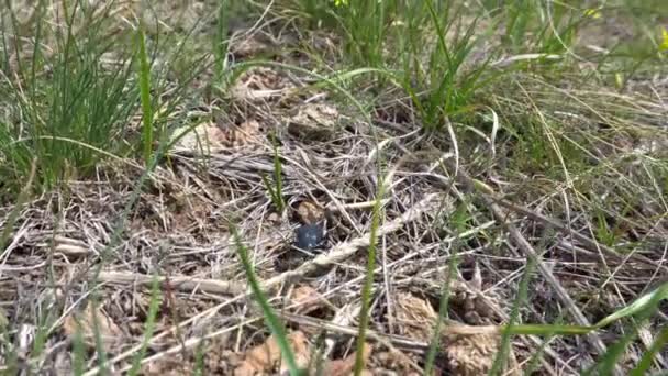 Czarny chrząszcz czołga się przez suchą trawę. — Wideo stockowe