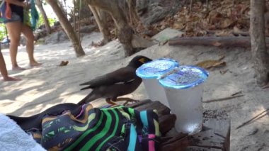 Kuş plastik bir kupadan su içmeye çalışır..