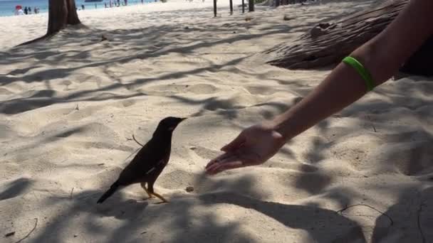 Een vogel eet van een vrouwenhand.. — Stockvideo