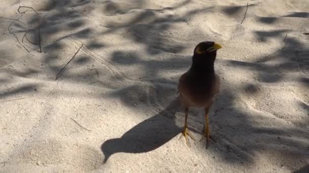 Un uccello mangia da una mano di donne. — Video Stock