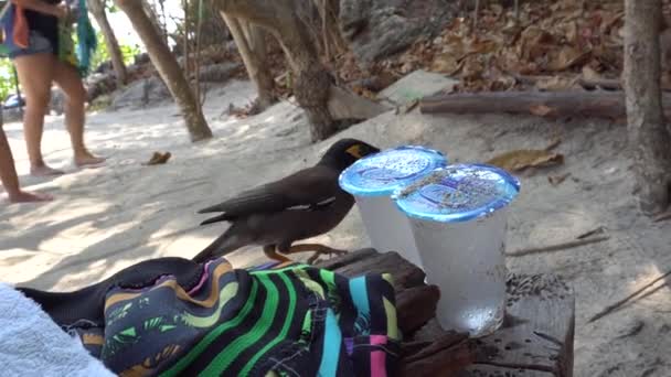 De vogel probeert water te drinken uit een plastic Beker. — Stockvideo