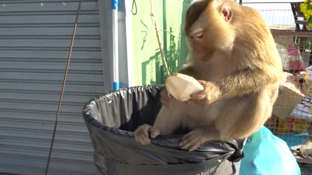 Πίθηκοι προσπαθούν να ανοίξουν τον κάδο απορριμμάτων. — Αρχείο Βίντεο