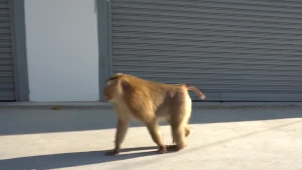 Flauschiger Affe läuft an der Wand entlang. — Stockvideo