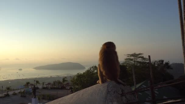 En apa tittar på den vackra soluppgången. — Stockvideo