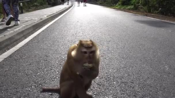 Un gros singe avec un bébé. Yeux bruns. — Video