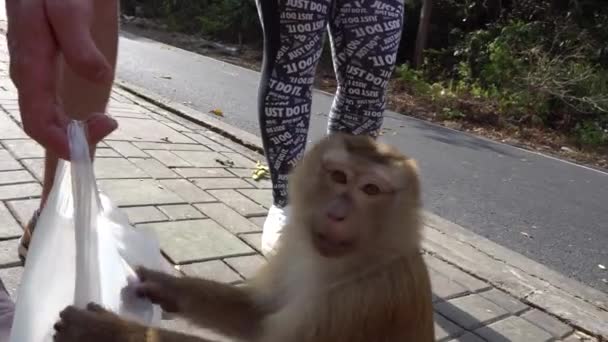 Un gros singe avec un bébé. Yeux bruns. — Video