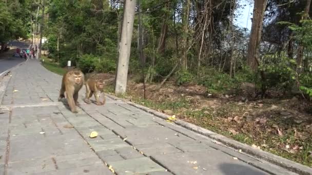 Un gros singe avec un bébé. Yeux bruns. — Video