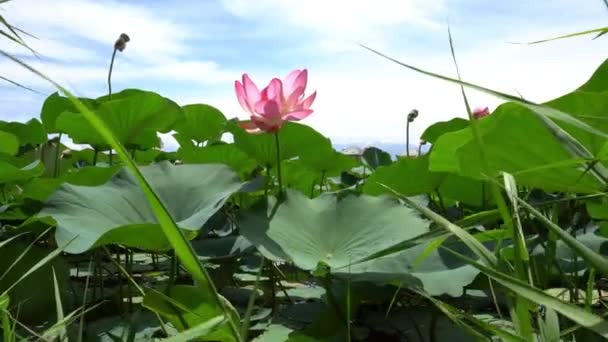 Des lotus roses fleurirent dans l'étang. Vue sur la montagne. — Video