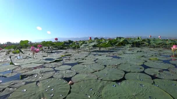 Roze lotussen bloeiden in de vijver. Bergzicht. — Stockvideo