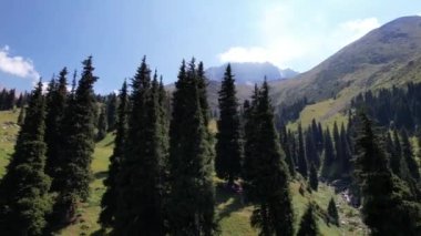 Köknar ağaçları ve dağların arasında uçan bir dron..