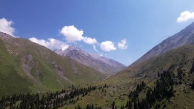 Köknar ağaçları ve dağların arasında uçan bir dron..