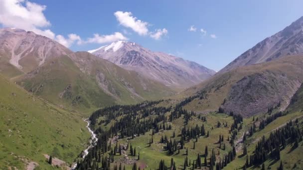 Vliegend op een drone tussen dennenbomen en bergen. — Stockvideo