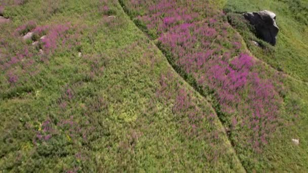 전나무와 산 사이로 드론을 타고 날아가는 모습. — 비디오