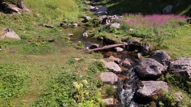Uma pequena lagoa e um riacho em uma floresta de montanha. — Vídeo de Stock