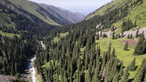 Een berg rivier stroomt door een groene kloof. — Stockvideo