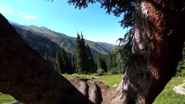 Vista em primeira pessoa entre as árvores da floresta. — Vídeo de Stock