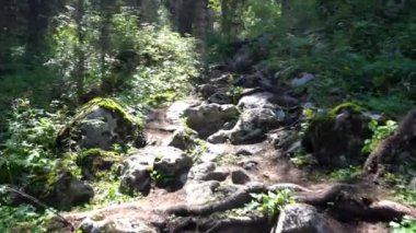 Güneş ışınlarıyla, çam ağaçlarıyla kaplı bir orman yolu.
