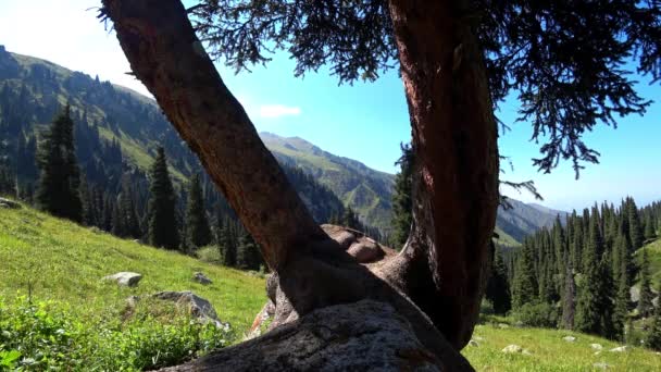 Un ragazzo con uno zaino sta tra gli alberi. — Video Stock