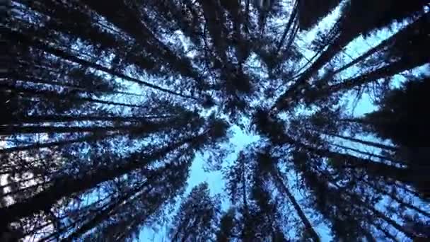 Tu regardes le sommet des arbres et tu te retournes. — Video