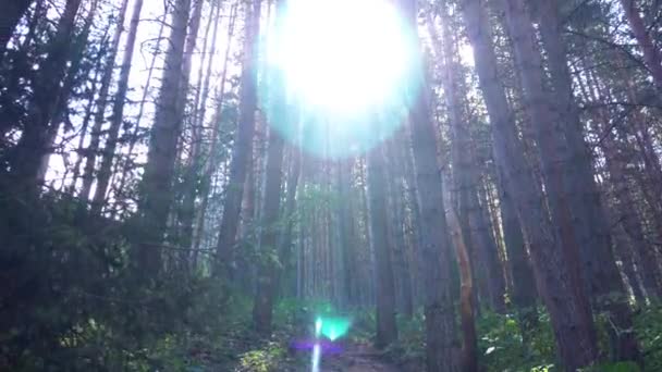 Een bospad met zonnestralen, sparren en dennen — Stockvideo