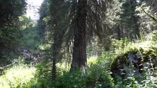 Un sendero forestal con rayos del sol, abetos y pinos — Vídeos de Stock