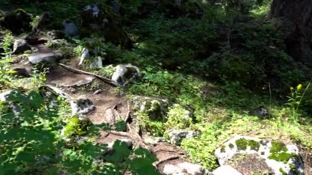 Un sendero forestal con rayos del sol, abetos y pinos — Vídeos de Stock