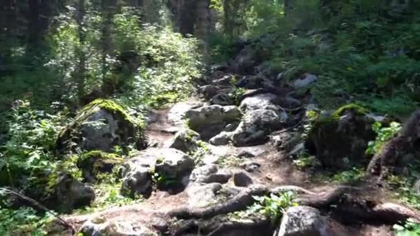 Un sendero forestal con rayos del sol, abetos y pinos — Vídeos de Stock