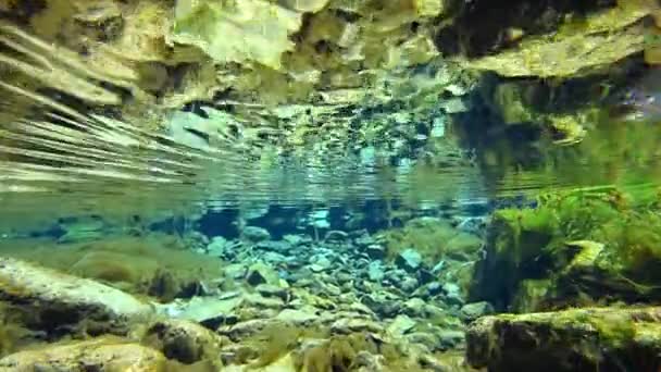 Un monde sous-marin incroyable d'une rivière de montagne — Video