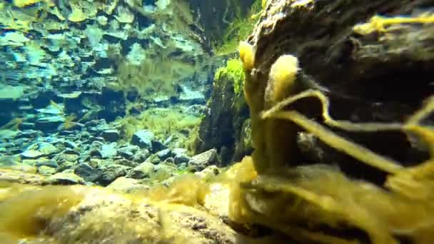 Egy hihetetlen víz alatti világ egy hegyi folyón. — Stock videók